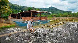 Catfish Farming Business, Millions of Profit! How to Start A Catfish Farm & Preparing for Breeding!