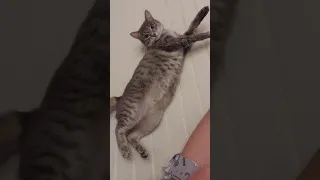 когда кошка хочет кота when a cat wants a cat