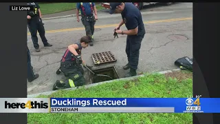 6 Ducklings Rescued From Stoneham Sewer, Reunited With Their Mom