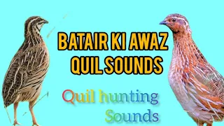 бедана сайраши Batair ki awaz Quail sounds بٹیروں کی آواز