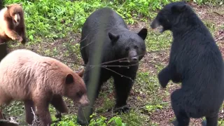 Big Black Bear-Bear Hunting In Saskatchewan at blueberry hill outfitters