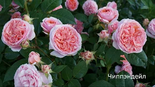 Краткий видео обзор розы Чиппэндейл - Chippendale (Tantau Германия, 2006)