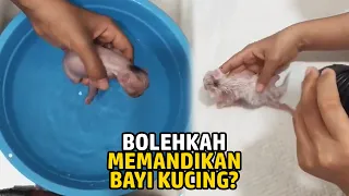 Bolehkah Anak Kucing Dimandikan Setelah Lahir? Ini Kata Dokter Hewan