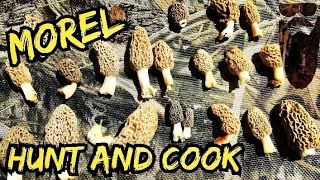 Finding And Cooking Morel Mushrooms!  West Central Illinois - Mushroom Hunting Tips