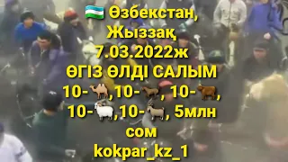 🇺🇿 7.03.2022ж Өзбекстан, Жыззақта өткен Шертай шабандоздың көкпарының өгіз өлді салымы.