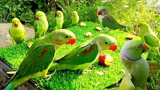Ringnaeck Parrot Sounds Natural Videos | Parrot Talking Sound Video| Parrot Voice/ Mummy Sound