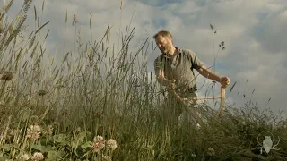 2022: making a little hay with a Scottish scythe