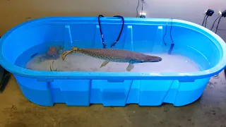 My Pet Alligator Gar Got a New Tank!