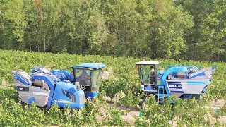 Vendange dans le vignoble Saint Pourcinois avec 2 machines New Holland et Braud ! 🍇