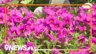 Spring gardening begins: Time to plant annuals, container plants
