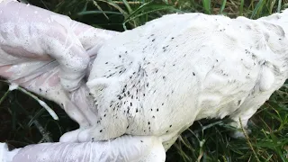 Rescue White Puppy And Take a shower