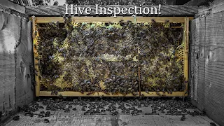 Long Langstroth Horizontal Hive Inspection and Update, Testing a Hive Butler, BetterComb has Brood