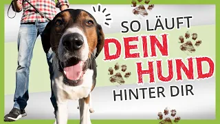 HUNDEERZIEHUNG ▶︎ So läuft dein Hund HINTER dir