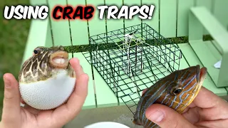 HOW TO Use Crab Traps To Catch Exotic COLORFUL Aquarium Fish In The Wild ! *Epic* - A1A Adventures