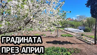 Градината ми без копане в началото на Април - My permaculture garden in April