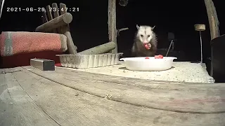 Opossum Slurping Watermelon