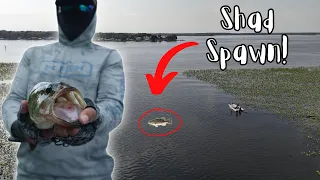 Is this Florida's best BASS FISHING Destination?! (St Johns River)