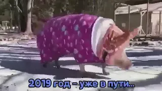 2019 год свиньи уже скоро.