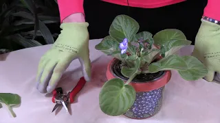 How to Prune out Old African Violet Flowers