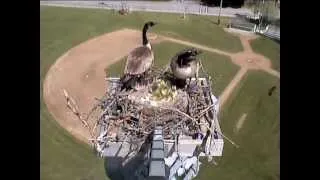 Goslings jumping - Sandpoint webcam - 05/29/2013