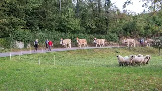 Viehschau Langenbruck 2019