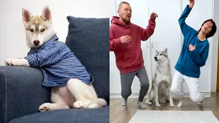 The Funniest Moments with Husky Puppy Olive 2 | Funny Dog Challenge