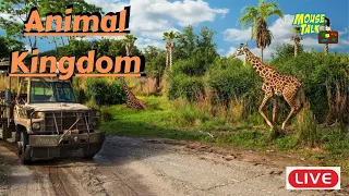 🔴 LIVE: Animal Kingdom Adventure | Walt Disney World Live Stream