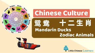 Kids Learn Mandarin - Chinese Culture Gems #2 鸳鸯 & 十二生肖 | Level 1 Review | Little Chinese Learners