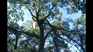 How to Pull Down a Hung-up Tree Limb that’s too High to Reach