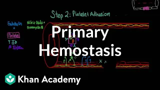 Primary hemostasis | Advanced hematologic system physiology | Health & Medicine | Khan Academy