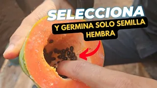 Aprende a seleccionar y germinar solo semillas hembras de papaya