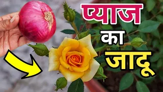 घर पर बनाएं सबसे पावरफुल औरगैनिक खाद. Best Homemade Fertilizer For Rose/ hibiscus plant.@greenhouse1