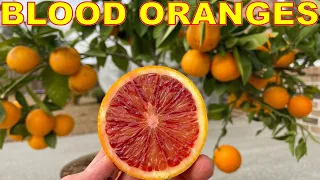 The PERFECT CITRUS TREE For Container Gardening: Moro BLOOD ORANGES!