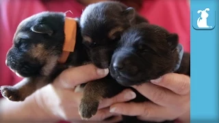 5 Day Old German Shepherd Puppies, So Amazing - Puppy Love