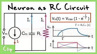 Neuron As RC Circuit Explained And Analysis of the Time Constant Tau | Clip