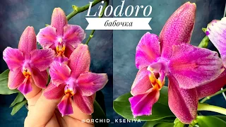 Phal. Sweet Memory Liodoro | Домашнее цветение ароматной голландской орхидеи бабочки Лиодоро | Обзор