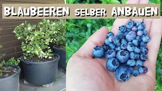 Heidelbeeren / Blaubeeren selber anbauen - richtige Erde - Pflege - Anbau in Töpfen Balkon