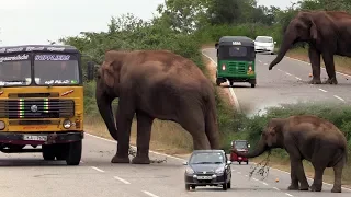 Massive wild elephant waiting for food !