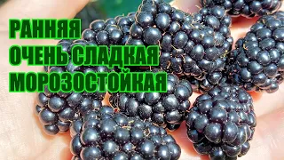 Ежевика Бжезина - ранний сорт со сладкой ягодой