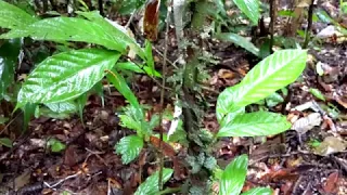 Danum Valley, Borneo, Malaysia - Morning jungle hike part 02 (Tiger Leeches) 2018 Dec. 24