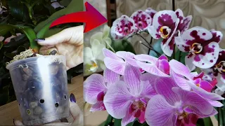 Орхидеи покидают коллекцию | Полное восстановление КОРОТКО #orchid