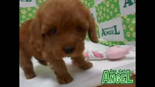 ミックス 犬（Mix）2103034 【ペットショップエンゼル　子犬・子猫販売】