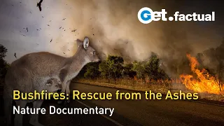 Bushfire Animal Rescue | Wildlife Documentary