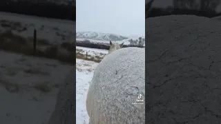 i don’t blanket my horses #winter #snow #montana