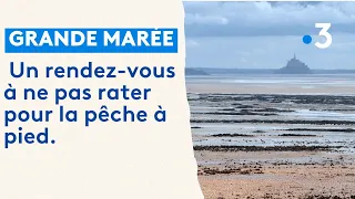 Grande marrée dans la Manche : un rendez-vous à ne pas rater pour la pêche à pied.