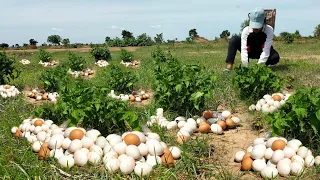 Top professional farmers found many duck eggs near the grass
