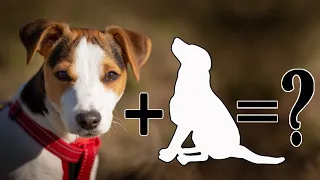 9 Unreal mix breeds of Jack Russell Terrier