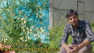 Parthenium hysterophorus | भारत में कैसे आया यह जहरीला पौधा