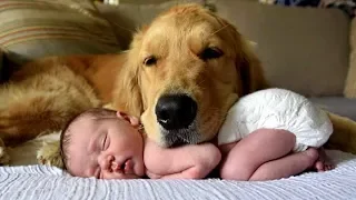 Golden Retriever and Babies  Compilation