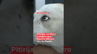 Perro callejero recorre México junto con hombre en situación de calle - N+ #shorts